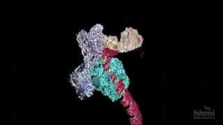 DNA Transcription Advanced Detail  HHMI BioInteractive Video [upl. by Sigmund]