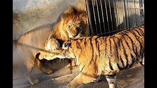 Lion vs Tiger real Fight To Death  Wild Animals Attack [upl. by Idnal]