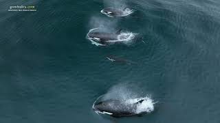 RARE Offshore Killer Whales [upl. by Noevart]