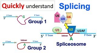 Splicing [upl. by Adok]