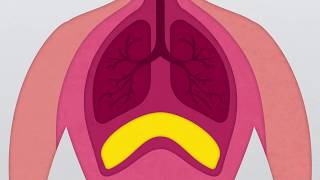 Les orifices du diaphragme [upl. by Nosmoht]