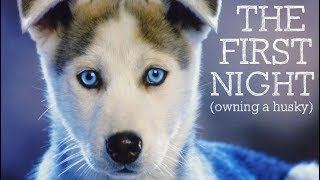 The First Night Owning A Husky Puppy [upl. by Elyn275]