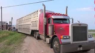 Pasture load Megargel Texas [upl. by Laoj869]