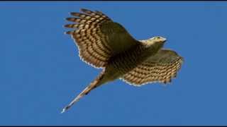 Sparrowhawk Bird Call Bird Song [upl. by Idmann325]