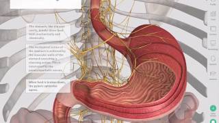 Small Intestinal Bacterial OvergrowthSIBO Steals Your Nutrients – DrBerg [upl. by Ladnek952]