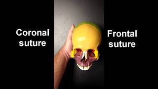 Anatomy of the Skull Part 1 [upl. by Raul847]