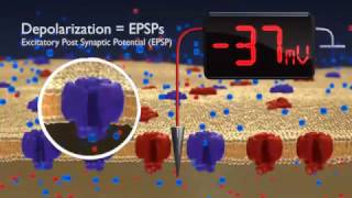 Hyperpolarization and depolarisation  neurone membrane  BioPsychology [upl. by Manly]