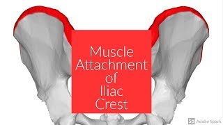 Muscle Attachment of Iliac Crest [upl. by Aierb580]