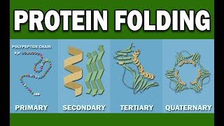 PROTEIN FOLDING [upl. by Julina534]