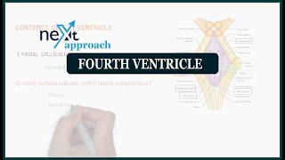 Fourth ventricle  neuroanatomy [upl. by Koser59]