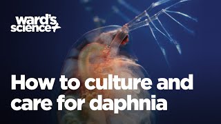 Caring and Culturing for Daphnia [upl. by Vlada]