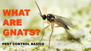 Pest Control Basics What Are Gnats [upl. by Rehc]