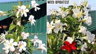 How to GROW Mandevilla Plants amp Get MAXIMUM Flowers [upl. by Tezile]