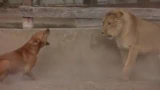 Dog vs lion fight [upl. by Marylee51]