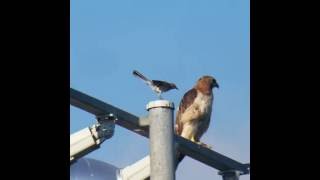 Mocking Bird Attacks RedTailed Hawk [upl. by Silvestro]