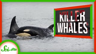 5 Ways Orcas Have Earned the Nickname “Killer Whale” [upl. by Eanom907]