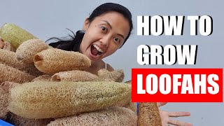 How to grow luffa loofah from seed [upl. by Ailedroc993]