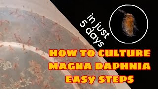 How to Culture Magna Daphnia Easily [upl. by Lexa483]