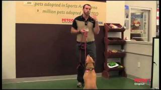 How PETCO Positive Training Methods Work [upl. by Dukey]