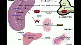 Anatomy  Erythrocyte RBC Metabolism [upl. by Thornie]