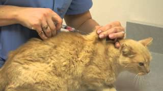 Local Experts Granite City Pet Hospital How to Inject a Cat [upl. by Nnahsal]