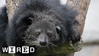 This Bearcat Yep Its Real Smells Like Popcorn  Absurd Creatures [upl. by Uhile]