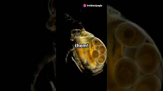 How to culture Daphnia for your Aquarium [upl. by Moskow]