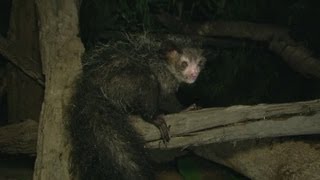 Spooky Aye Aye Thinks Fingers Are Food  Deadly 60  BBC Earth [upl. by Namien58]