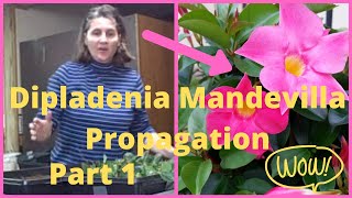 Part 1 How to Propagate  Propagating Taking Cuttings From Dipladenia Mandevilla Vine [upl. by Atalee692]