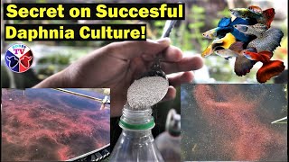 How to Culture Daphnia Successfully [upl. by Zela]