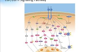 EGF EGFR Signaling Pathway Creative Diagnostics [upl. by Idolem]