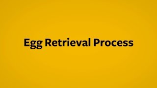 IVF Explained How the egg retrieval process works [upl. by Jaquenetta650]