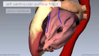 Heart Anatomy  Left Ventricle  3D Anatomy Tutorial [upl. by Norrehs]