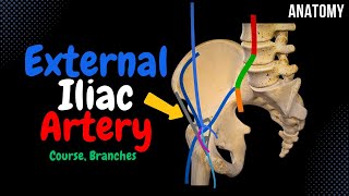 External Iliac Artery Scheme Course Branches  Anatomy [upl. by Oidiple816]