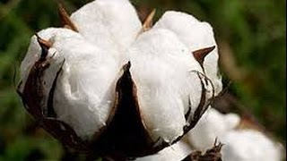 How cotton goes from a plant to a fiber [upl. by Amador357]