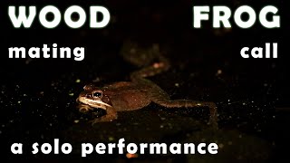 wood frog mating call  a solo performance [upl. by Aihsetel]