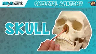 Skull Anatomy  Older Version [upl. by Kalasky675]