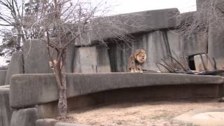 Lion and Lioness Roaring  Louisville Zoo [upl. by Anirat]