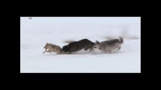 Wolves vs coyote HD [upl. by Jaylene942]