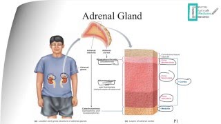 Adrenal Physiology [upl. by Mixam549]