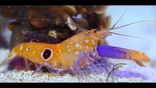 The Pistol Shrimp Could Kill You heres how [upl. by Einhoj]