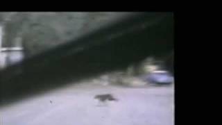 Film of a Possible Thylacine  South Australia 1973 [upl. by Arakal734]