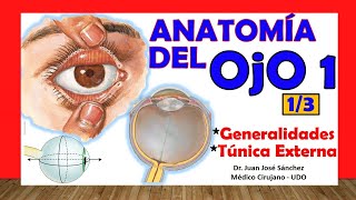 🥇 Anatomía del OJO 13  Generalidades y Túnica Externa [upl. by Ennalorac]