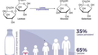 Lactase amp the Mechanism of Lactose Intolerance [upl. by Biondo]