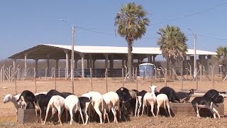 Criação de Caprinos e ovinos [upl. by Adekam193]