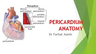 Pericardium Anatomy [upl. by Elmer]