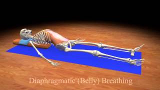 Diaphragmatic Belly Breathing [upl. by Rostand]