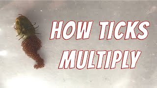 Tick Reproduction  How Ticks Multiply [upl. by Dewayne]