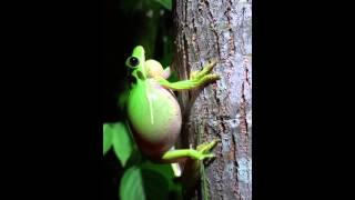 Calling male Green Treefrog Hyla cinerea [upl. by Edan]