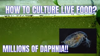 How to Culture Daphnia Secret Method to Breed MILLIONS  Simply Aquatic [upl. by Ajed]